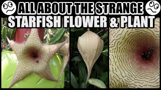 SPECTACULAR STARFISH BLOOMS FACTS amp CARE  Stapelia gigantea The Starfish Plant [upl. by Derdle638]