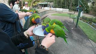 Currumbin Wildlife Sanctuary [upl. by Eeltrebor53]