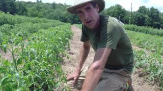 Growing tomatoes in the field at Sisters Hill Farm [upl. by Joelly651]