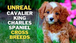 12 Cutest Cavalier king Charles Spaniel Mix breeds That will Melt Your Heart [upl. by Bettina]