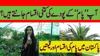 How to Grow variety of Palm Trees In Pakistan  All Types of Palm Trees  Palm Care amp Price [upl. by Cacie]