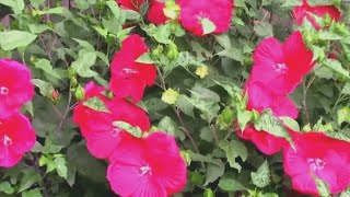 What Happens When You Top Hardy Hibiscus  Pruning For More Flowers [upl. by Ahl]