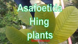 ASAFOETIDA PLANT or HING PLANTS  What are they and what do they do [upl. by Hekking]