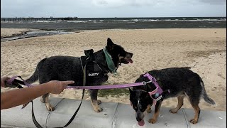 Beach walk in Altona [upl. by Seymour]