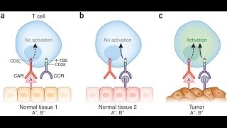 CAR TCell Therapy How Does It Work [upl. by Ecadnak]