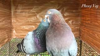 Cuban Pouter  Pigeon Courtship [upl. by Oech]