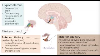 Hypothalamic Pituitary Axis [upl. by Arodnahs]