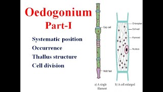 Oedogonium Part I Classification occurrence Thallus Cell division algae [upl. by Tufts672]