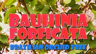 BAUHINIA FORFICATA  BRAZILIAN ORCHID TREE [upl. by Genny]