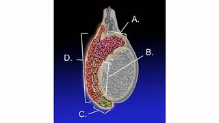 Testicular Cancer Causes Signs and Symptoms Diagnosis and Treatment [upl. by Kieran]