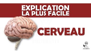 lexplication la plus facile  le Cerveau [upl. by Nomi]