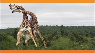 Giraffes Fighting [upl. by Conney]