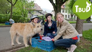 Hundefänger Folge 17  Tiere bis unters Dach [upl. by Burrows]