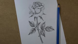 How to draw a realistic rose step by step  Pencil [upl. by Dnomhcir]