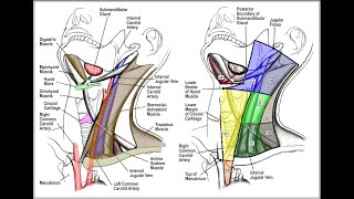 Cervical Lymph Node Levels in 5 minutes [upl. by Mckenna]