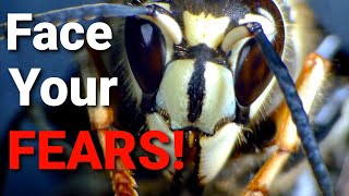 5 things you NEED to know about WASPS HORNETS and YELLOW JACKETS [upl. by Nerret]