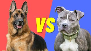 German Shepherd VS PitBull  Compare and contrast the two dog breeds [upl. by Durman]