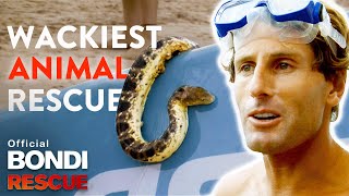 WACKIEST Animal Rescues on Bondi Rescue [upl. by Leirbaj]