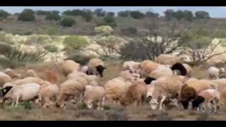 Dorper Sheep Thrive in Outback Australia [upl. by Ardnahs790]