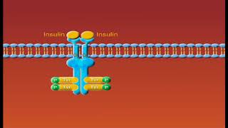 Insulin Receptors animation [upl. by Garland]