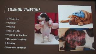 Common Parasites in Dogs [upl. by Nabalas]