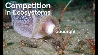 Competition in ecosystems [upl. by Nathanil]