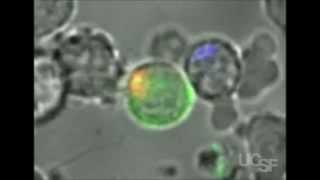 Principles of Cytotoxic Chemotherapy [upl. by Manya]