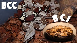 Redtail Boa vs Common Boa  BCC vs BCI  What’s The Difference [upl. by Aneram2]