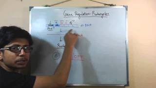 Gene regulation in prokaryotes [upl. by Yema]