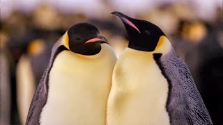 Best Antarctic Animal Moments  Top 5  BBC Earth [upl. by Ylahtan917]