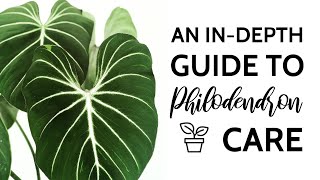 An InDepth Guide to Philodendron Care [upl. by Cristine]