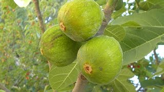 Growing Figs in Containers [upl. by Golliner48]