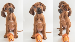 Rhodesian Ridgeback Puppy Training [upl. by Borroff]