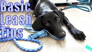 Leash Walking Tips  Dog Scared of Leash [upl. by Celik]