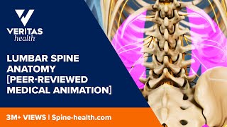 Lumbar Spine Anatomy Peerreviewed Medical Animation [upl. by Yand]