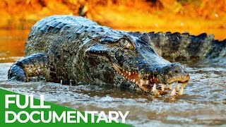 Wildlife  Episode 2 Crocodiles Alligators Caimans amp Gharials  Free Documentary Nature [upl. by Annayrb]