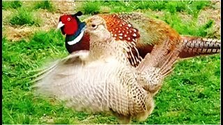 Common Pheasants Courtship [upl. by Hollander]