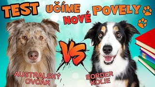 TEST DOVEDNOSTÍ  Australský Ovčák VS Border Kolie Výcvik psa Shaping [upl. by Iharas]