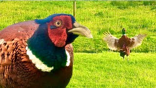 RingNecked Pheasant Crowing  Territorial Call [upl. by Anez]