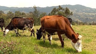 Buenas prácticas para controlar parásitos en bovinos [upl. by Nerwal959]