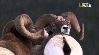 Le mouflon des montagnes rocheuses [upl. by Refynnej]