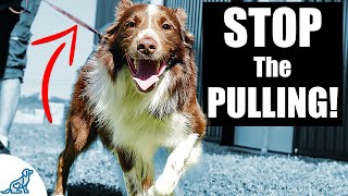 5 Quick Tips To Stop Your Dog From Pulling On The Leash [upl. by Seibold]