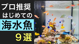 【はじめての海水魚】カラフルで飼育がやさしい海水魚をご紹介 [upl. by Hollister]