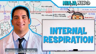 Respiratory  Internal Respiration [upl. by Quartas357]