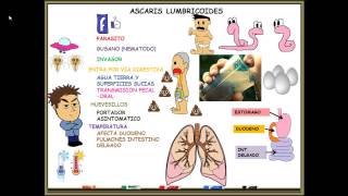 ASCARIS LUMBRICOIDES [upl. by Dnomse]