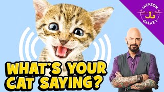 Cat Vocalizations and What They Mean [upl. by Haliehs374]