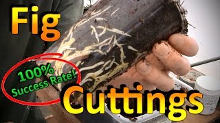 How to Root Fig Cuttings  A Better Propagation Method [upl. by Doretta743]