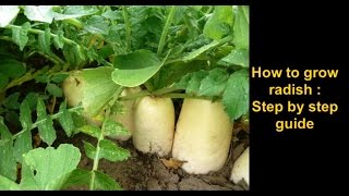 How to grow Radish Step by step complete guide [upl. by Tegdig]