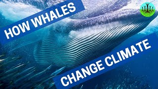 How Whales Change Climate [upl. by Amzaj]