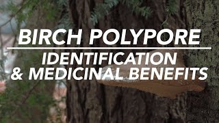 Birch Polypore — Mushroom Identification amp Medicinal Benefits with Adam Haritan [upl. by Zetrac]